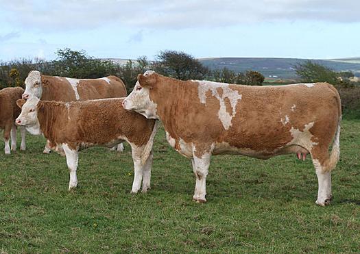 Krave od Simmental pasmine