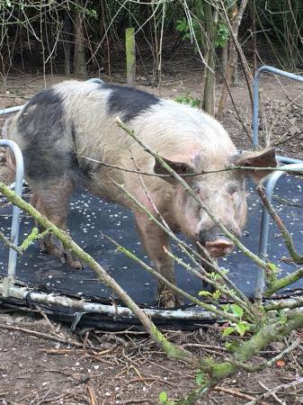 Pietren - pasmina svinja: karakteristike, opis, fotografija