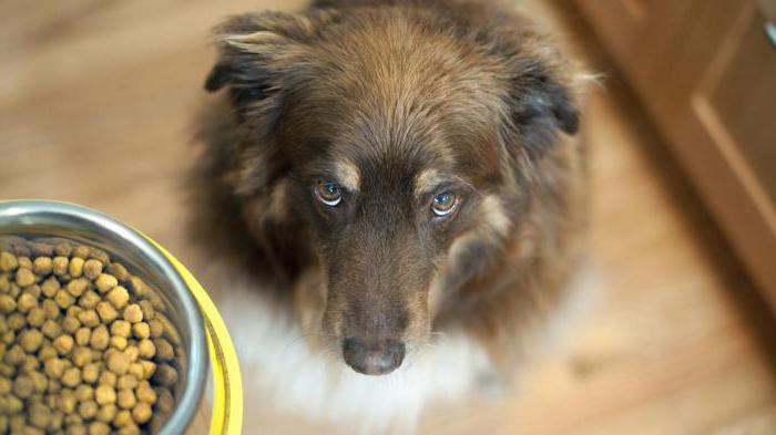 Mogu li dati pseću mačku hranu: savjet od veterinara