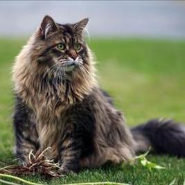 Najljepše mačke na svijetu. Maine Coon