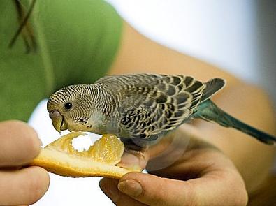 Papige su se pojavile u kući. Kako možete hraniti ovu pticu?