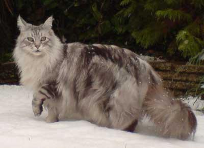 Majestic i graciozne mačke: Maine Coon pasmina