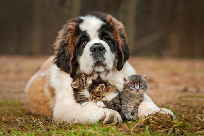 Veterinarski klinici u Omsku: raditi za spašavanje života