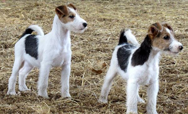 Obloženi Foxterrier