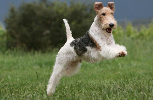 Pasmina Foxterrier