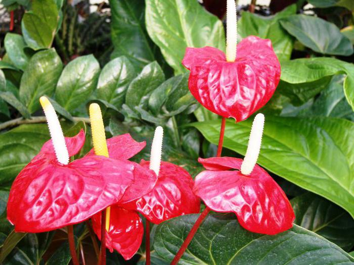 spathiphyllum i anthurium zajedno