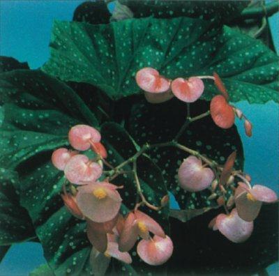 cvijet begonia skrb