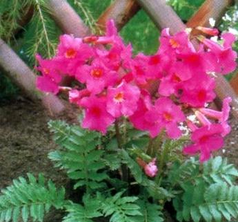Cvijet Incarnila: sadnja i njegu