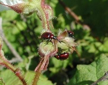 Weevils: kako se nositi s vrtovima štetnika