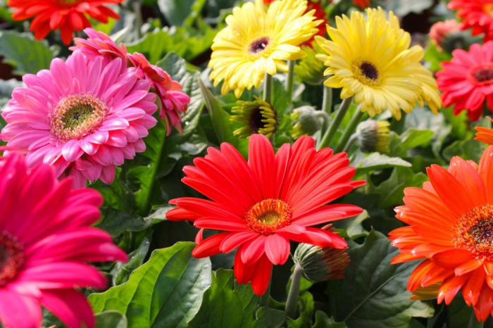 sadnju i njegu vrt gerbera