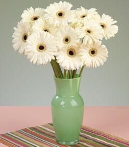 gerbera skrb