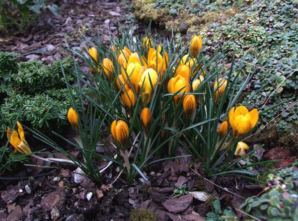 Kada saditi crocuses - u jesen ili proljeće?