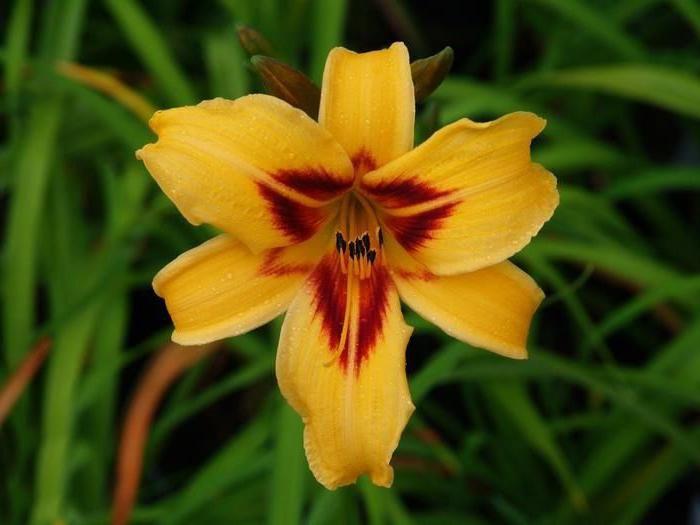 Daylily ne cvjeta zašto