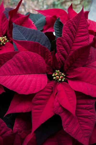 Poinsettia Care 