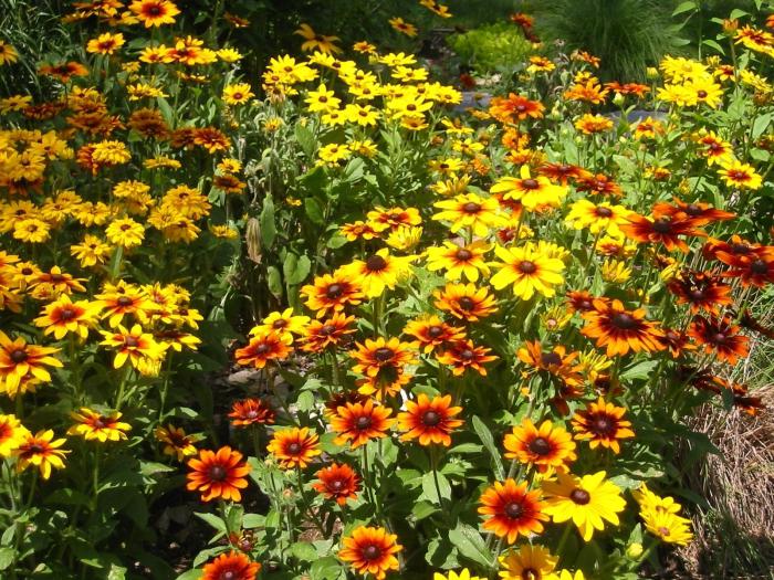 Rudbeckia: napuštanje i slijetanje. Sunčani cvijet u vašem vrtu