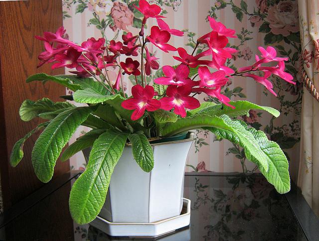 streptocarpus home care