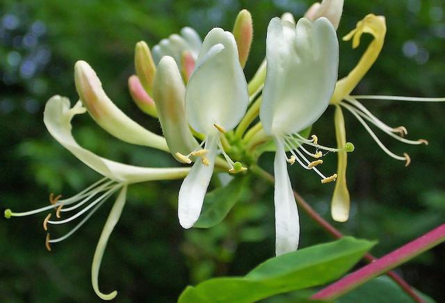 Honeysuckle caprylic: sadnja i njegu