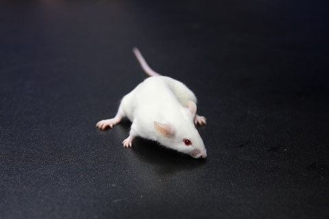 Dream Interpretation: Što bijeli miš sanja o tome