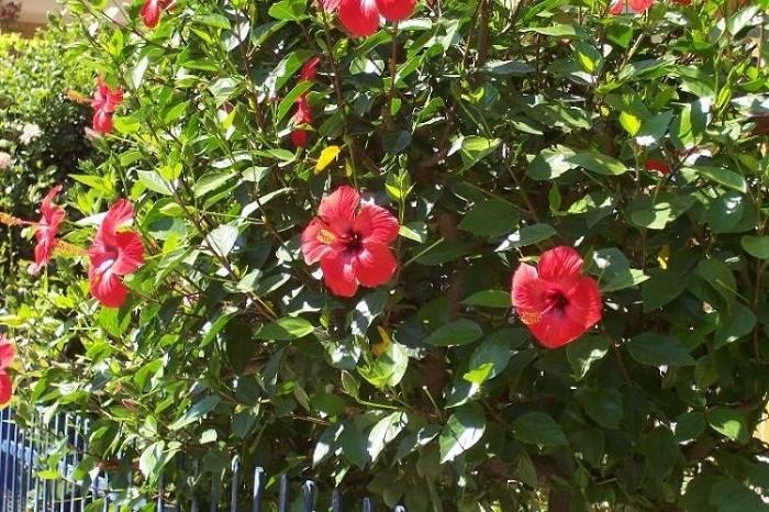 Hibiscus herbaceous