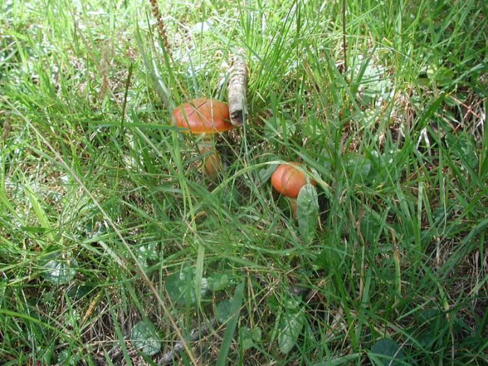 Oštre gljive: korist i štetu, kaloriju i sastav