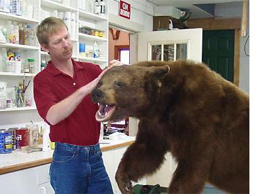 taxidermist je