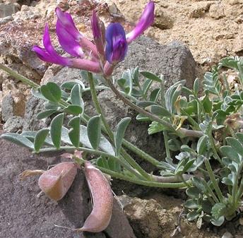 Astragalus je biljka besmrtnosti