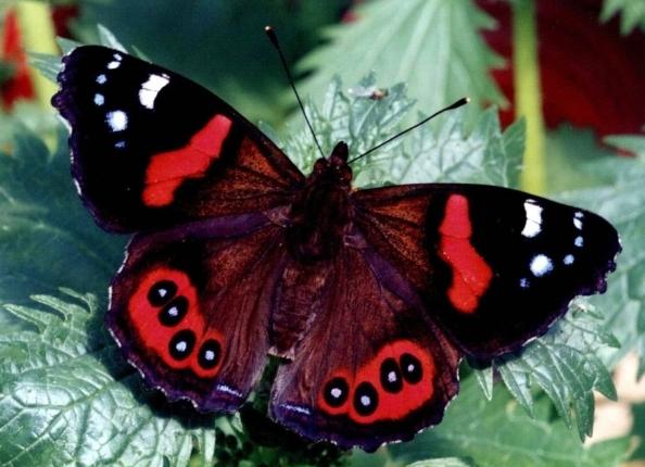 Admiral leptira - prekrasno stvaranje prirode