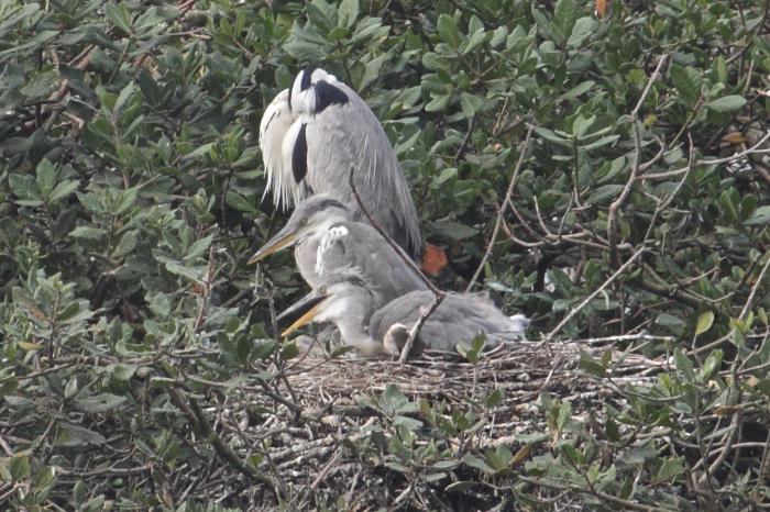 Heron Gray: opis. Čaplje - najokrutniji lovci