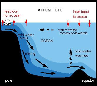 Koja je termohalinska cirkulacija oceana?