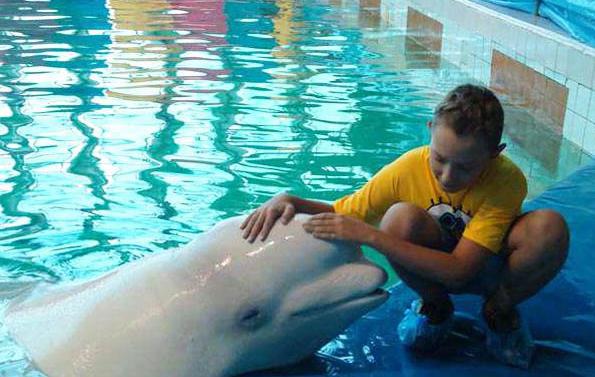 Dolphinarium u Rostov-na-Donu: opis, fotografija