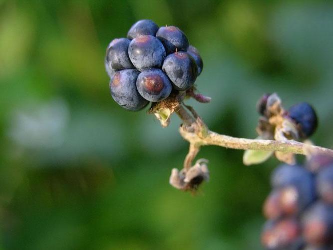 kupinastu plavkastu primjenu u medicini