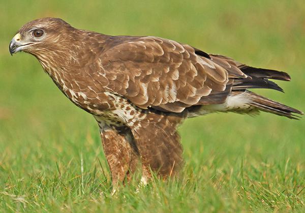 ptica grabljivica, buzzard