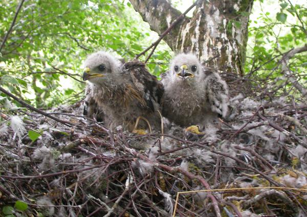 buzzard ptica plakati 