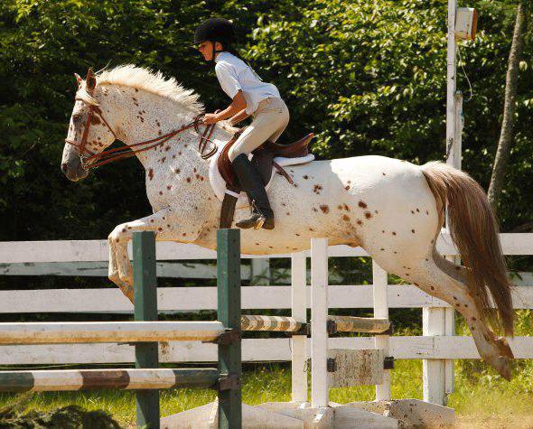 Appaloosa (konj): opis, značajke, briga, povijest porijekla i recenzije