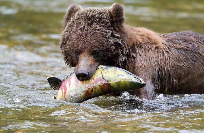 Priroda Aljaske: klima, reljef, flora i fauna regije