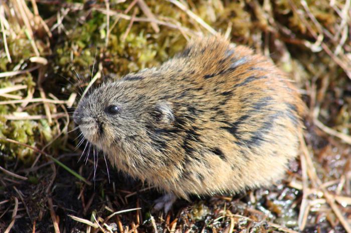 Sibirski Lemming: opis, reprodukcija, prehrana