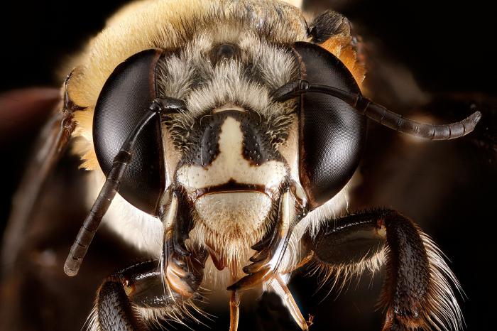Koliko očiju ima pčela? Facet i fotografska vizija