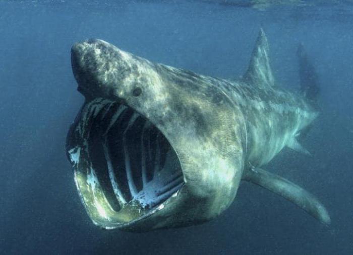  koliko mjeri megalodon morskog psa težak? 