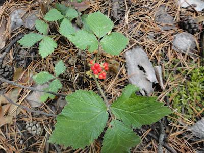 Berry bobica - sjeverni granat