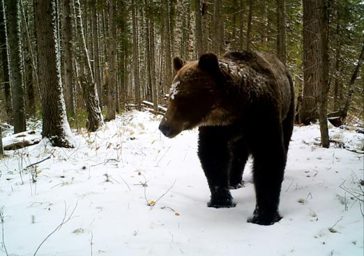 Yuganskiy zapovednik: flora i fauna