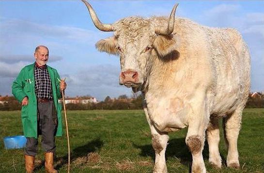 Zanima li vas koliko kravlja teži? Maksimalna težina krave i bika