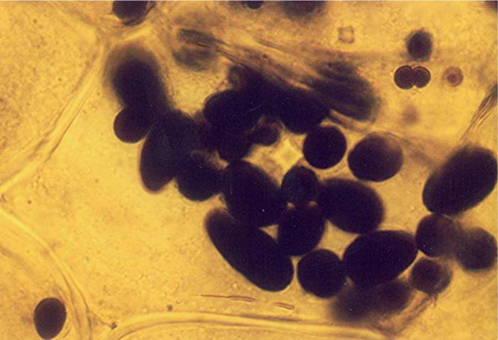 Funkcija leukoplasta. Značajke strukture leukoplasta