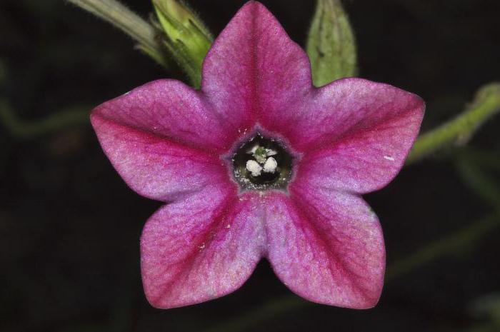 znakove obitelji Solanaceae