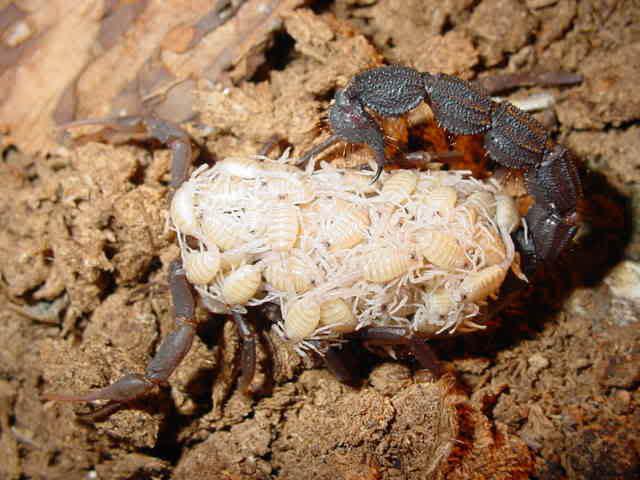 predstavnici klastera škorpiona