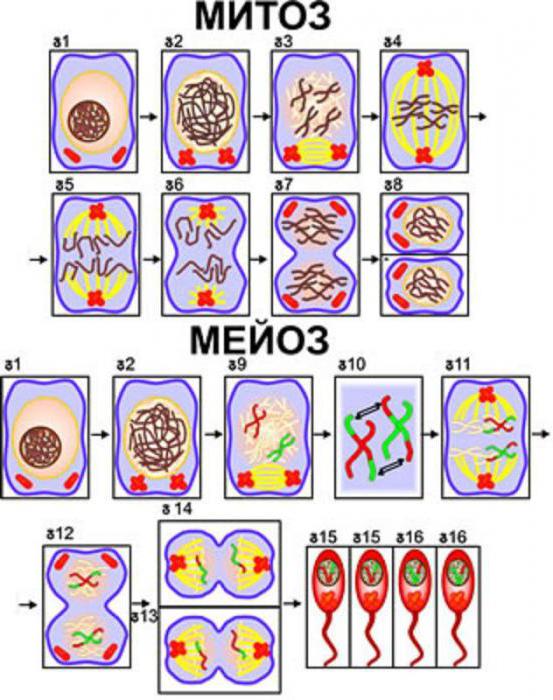 struktura i funkcije stanične membrane 