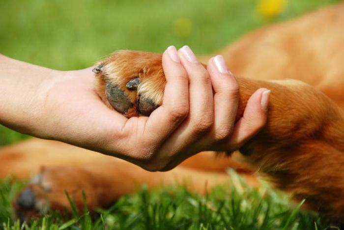 Vetclinics Izhevsk